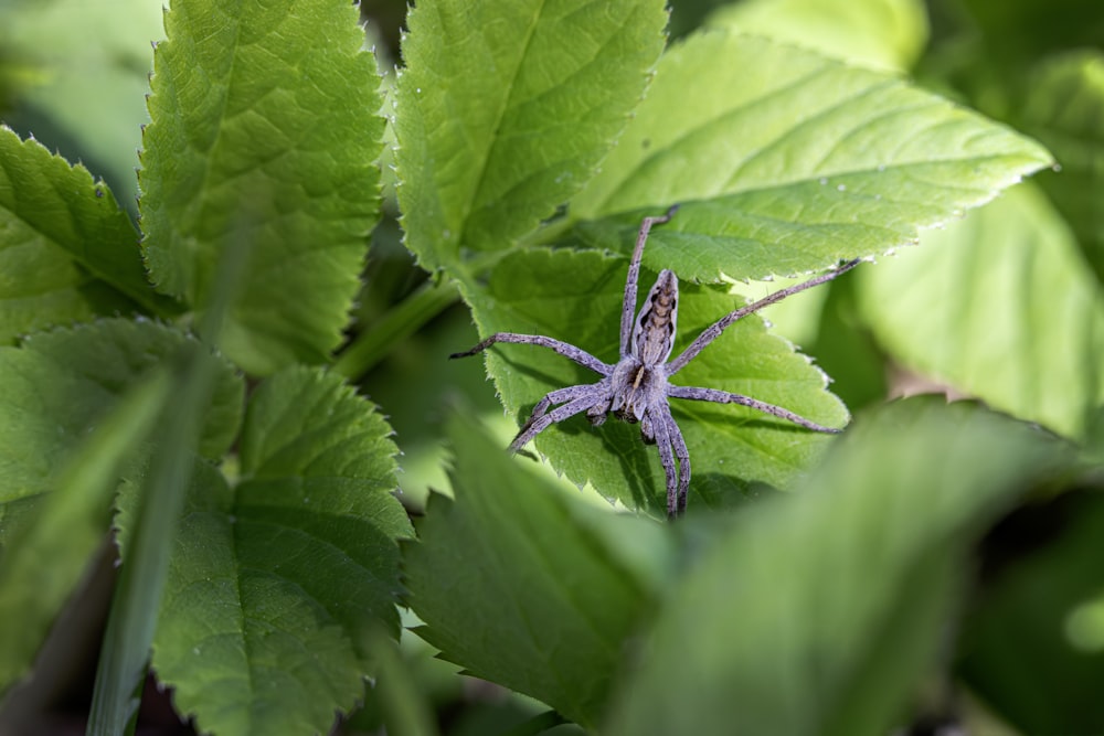 a purple spider crawling on a green leafy plant