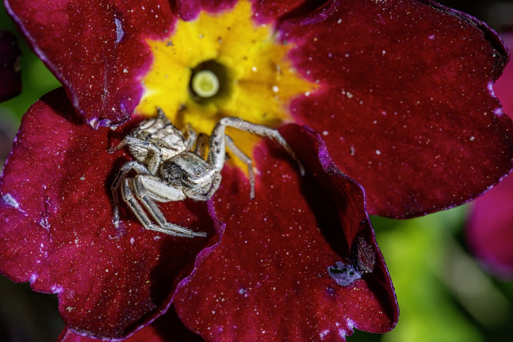 a close up of a spider on a flower