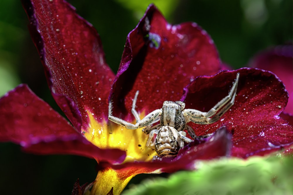 a spider sitting on top of a red flower