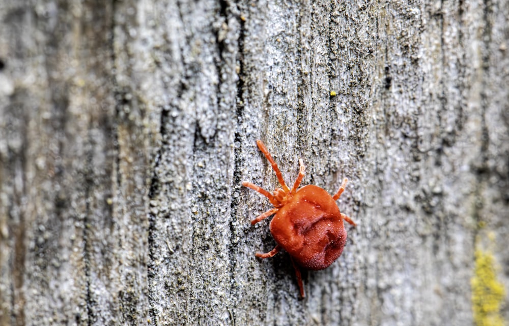 a red bug crawling on the bark of a tree