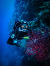 a person scubas near a coral reef in the ocean