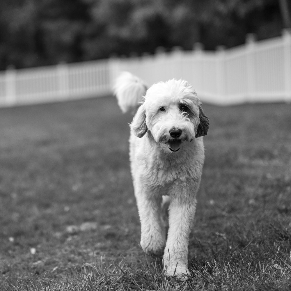 a small white dog standing on top of a lush green field