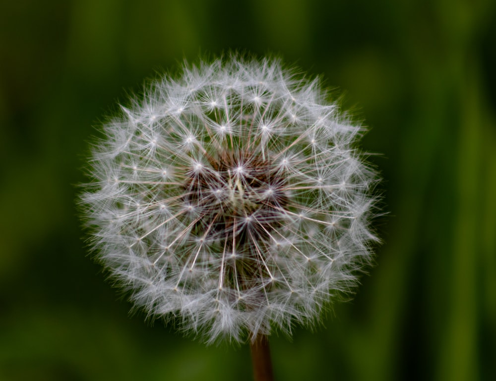 a close up of a dandelion with a blurry background