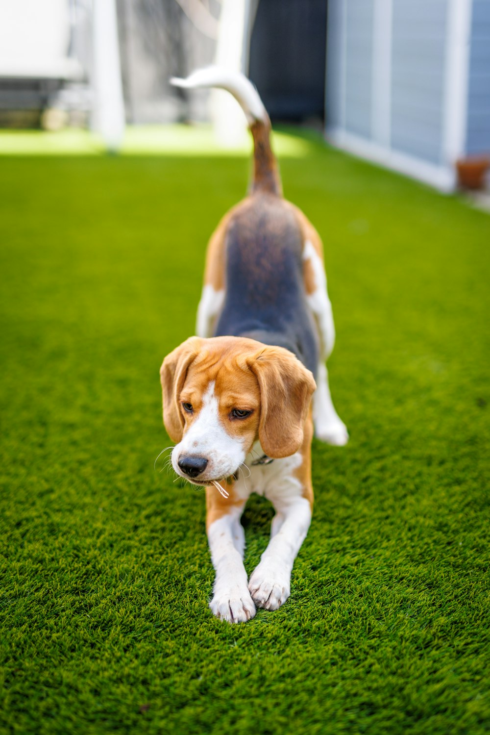 a beagle dog walking across a lush green field