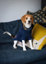 a dog wearing a sweater sitting on a couch