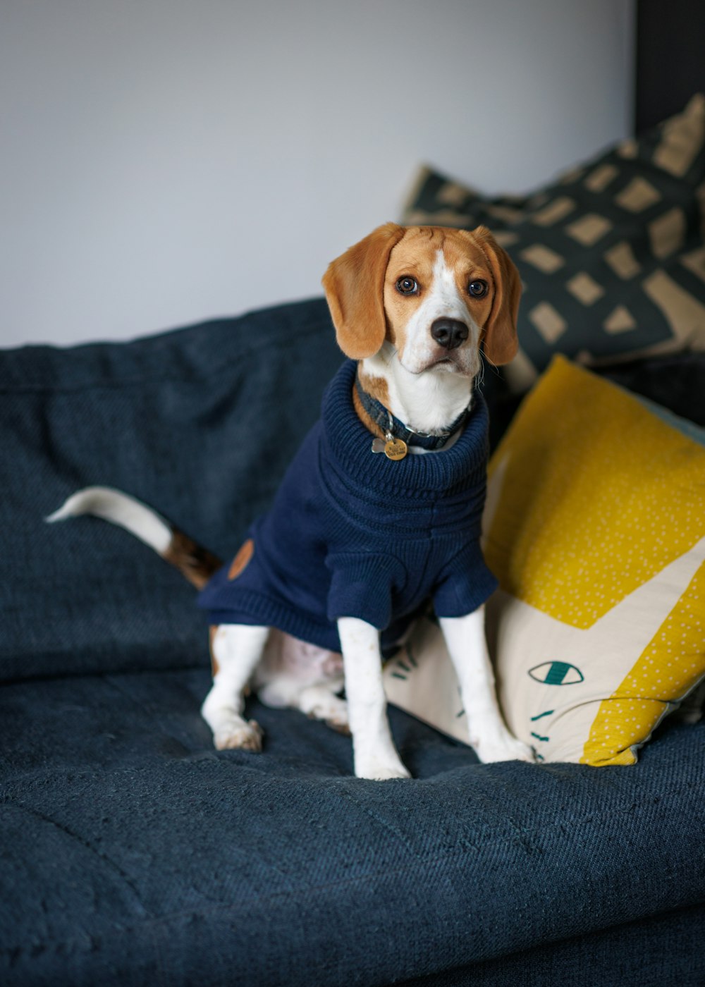 a dog wearing a sweater sitting on a couch