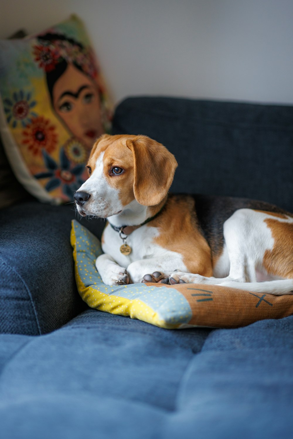 a dog laying on a pillow on a couch