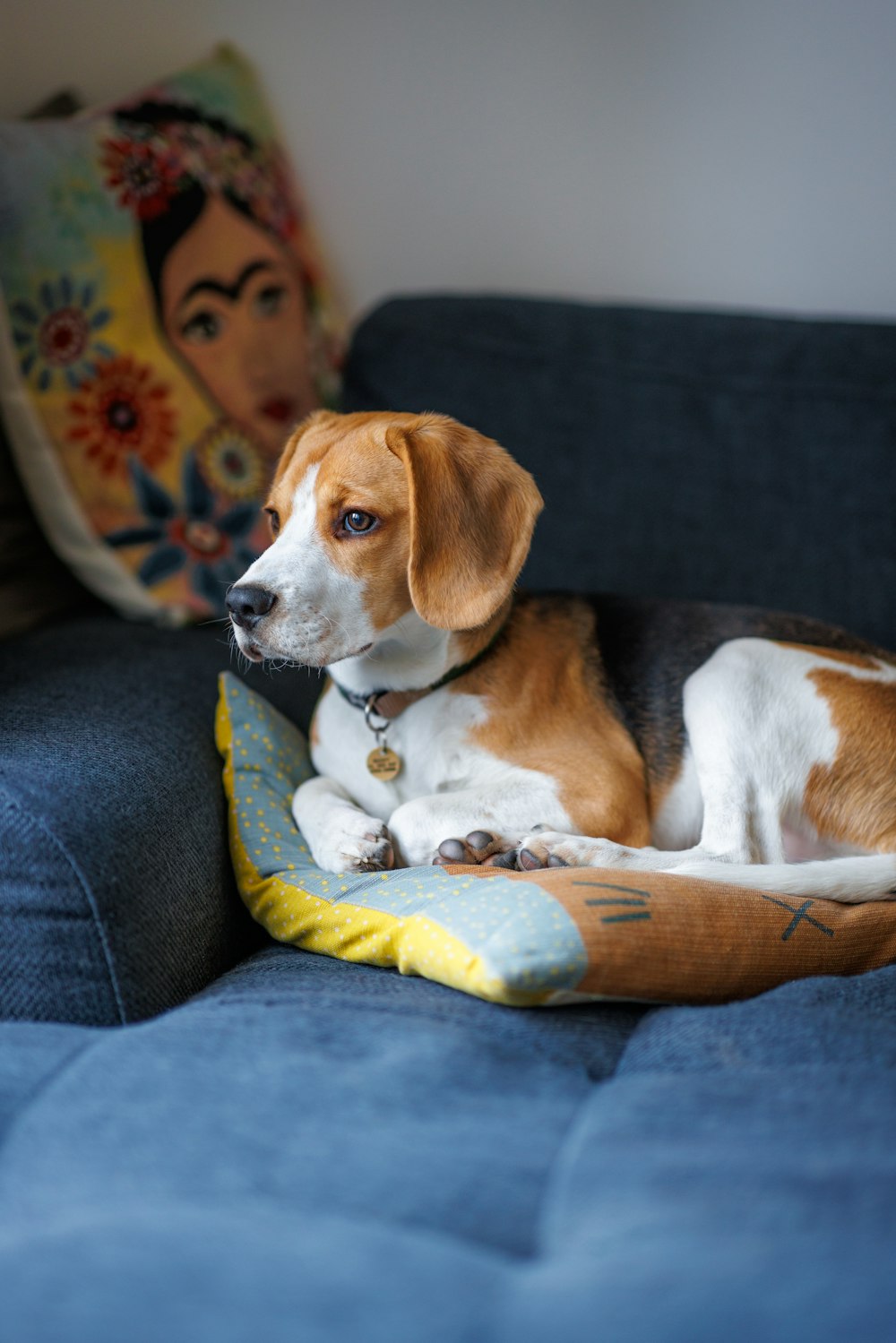 ソファの枕に横たわる犬