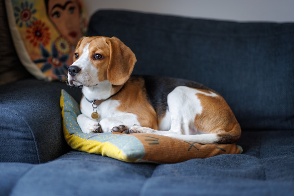 青いソファの上に横たわる茶色と白の犬