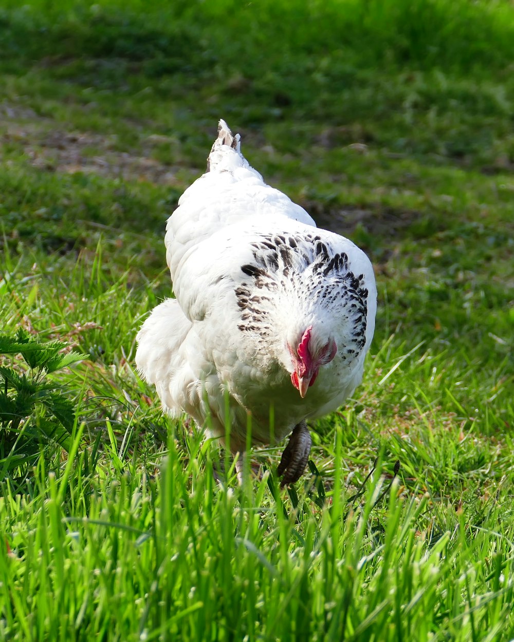 a white chicken is walking through the grass