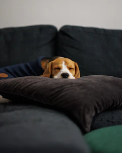 a dog laying on a pillow on a couch