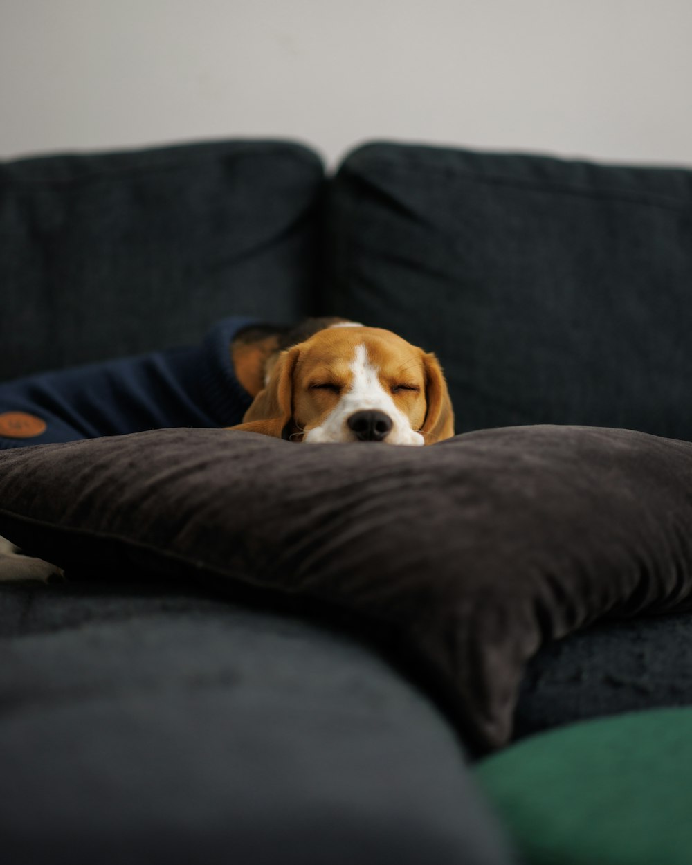 a dog laying on a pillow on a couch