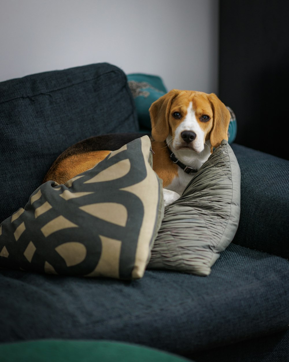 a dog laying on a couch with a pillow