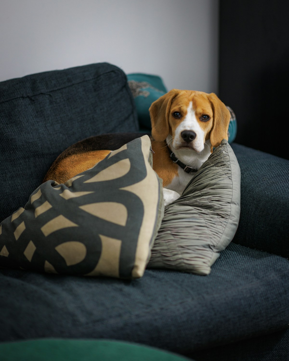 Beagle tricolor deitado no sofá entre almofadas