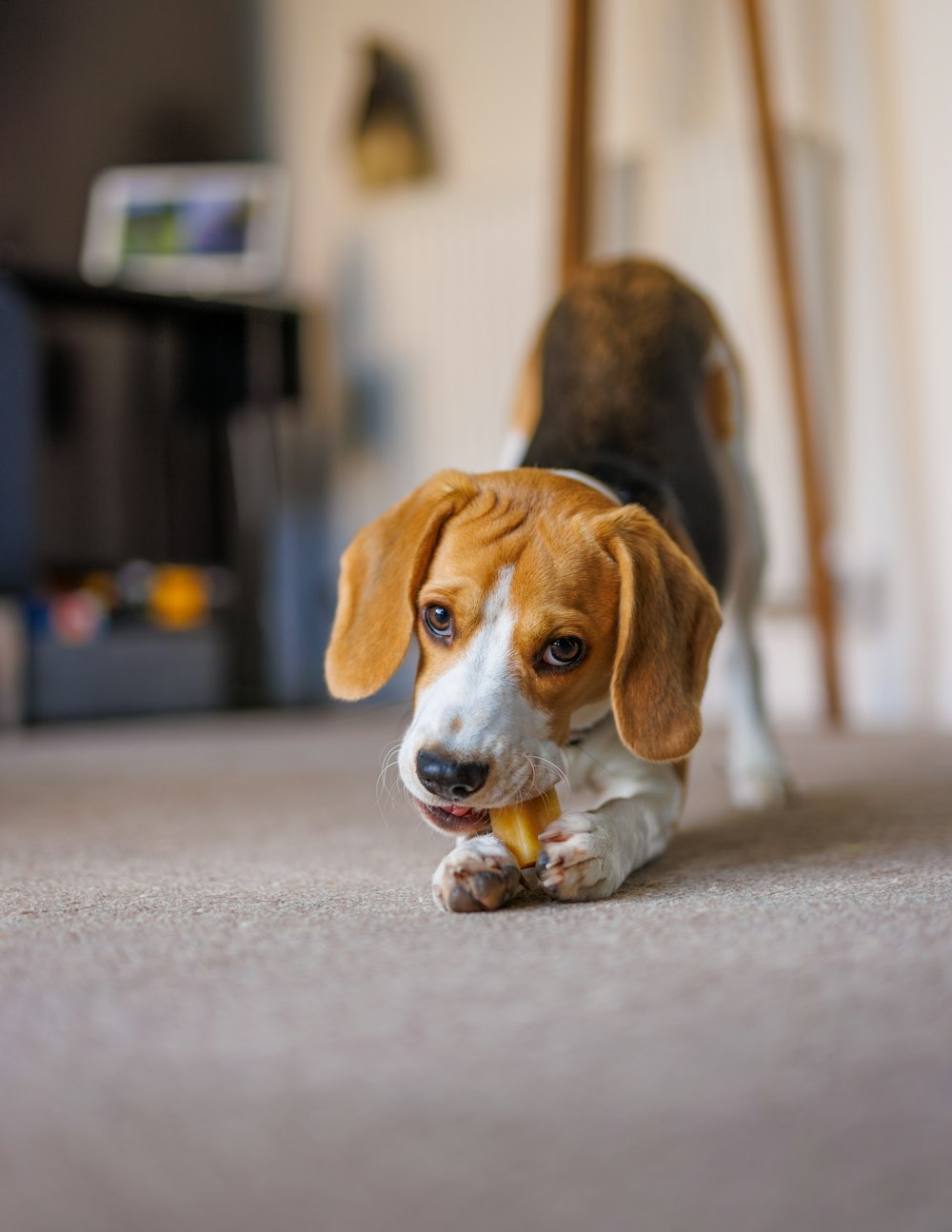 a beagle puppy chewing on a toy in a living room
