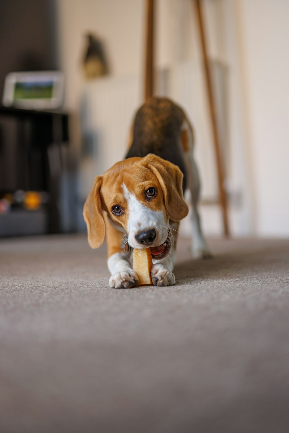 a beagle puppy chewing on a bone toy