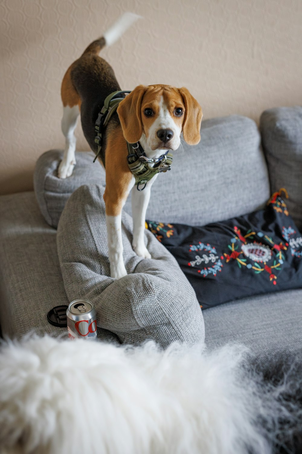 a dog standing on top of a couch