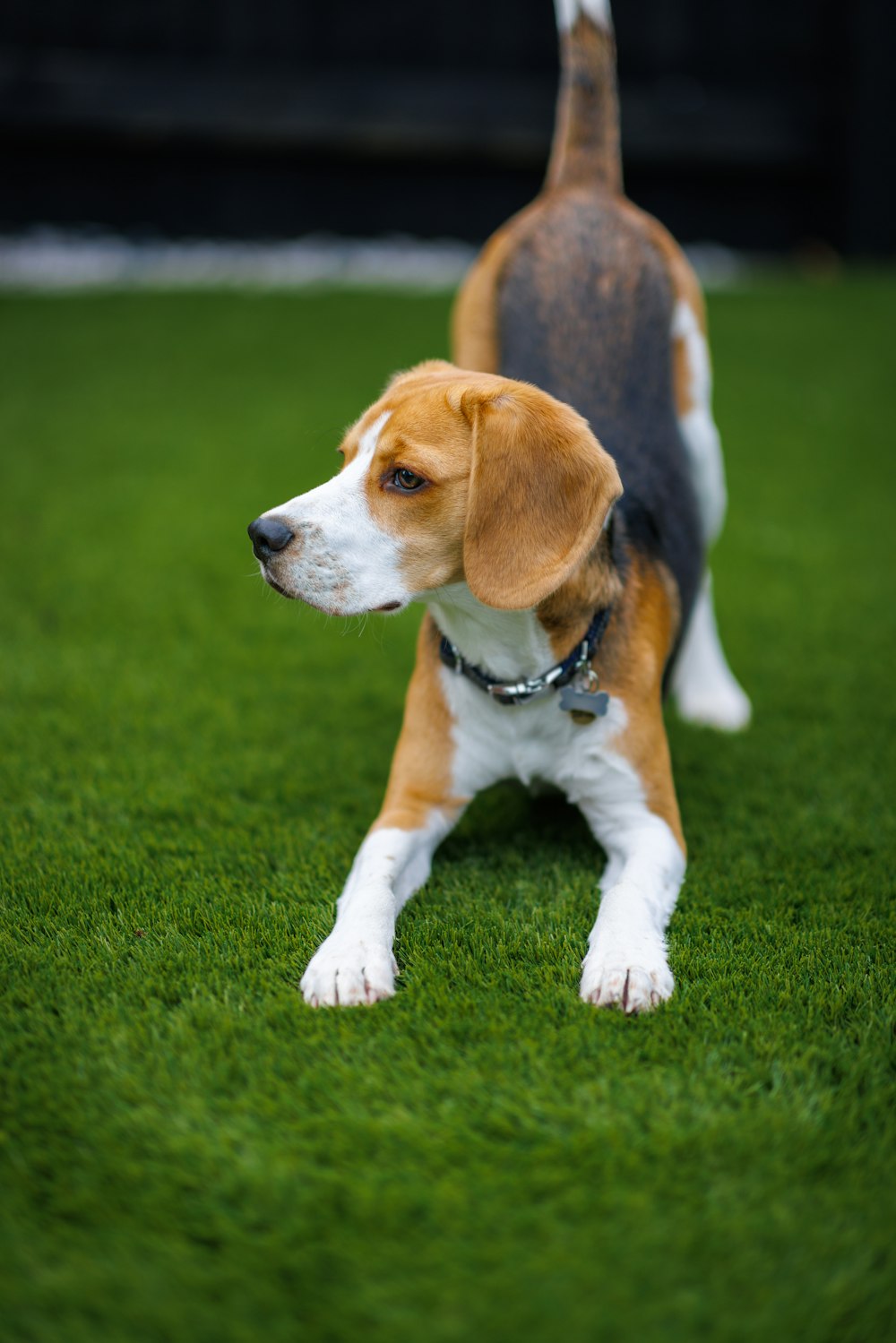 a small beagle dog standing on top of a lush green field