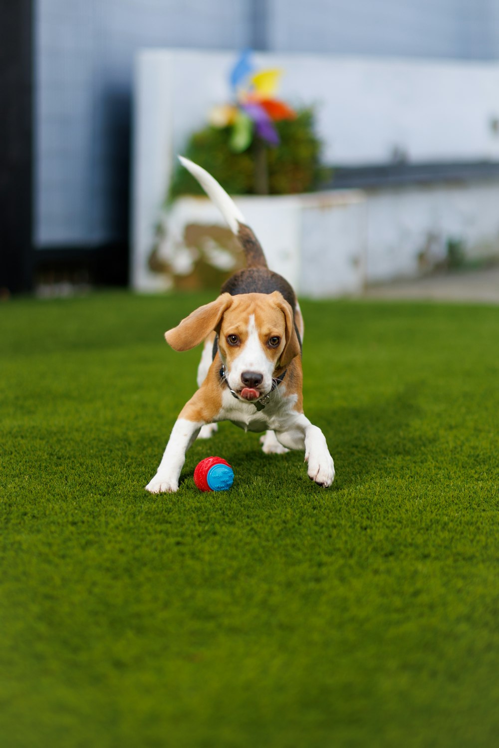 草むらでボールで遊ぶビーグルの子犬