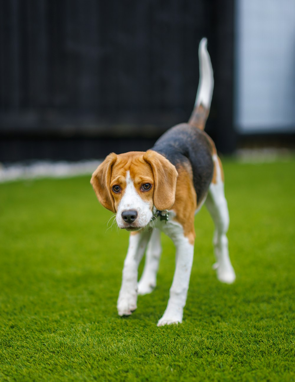a small beagle dog standing on a lush green field