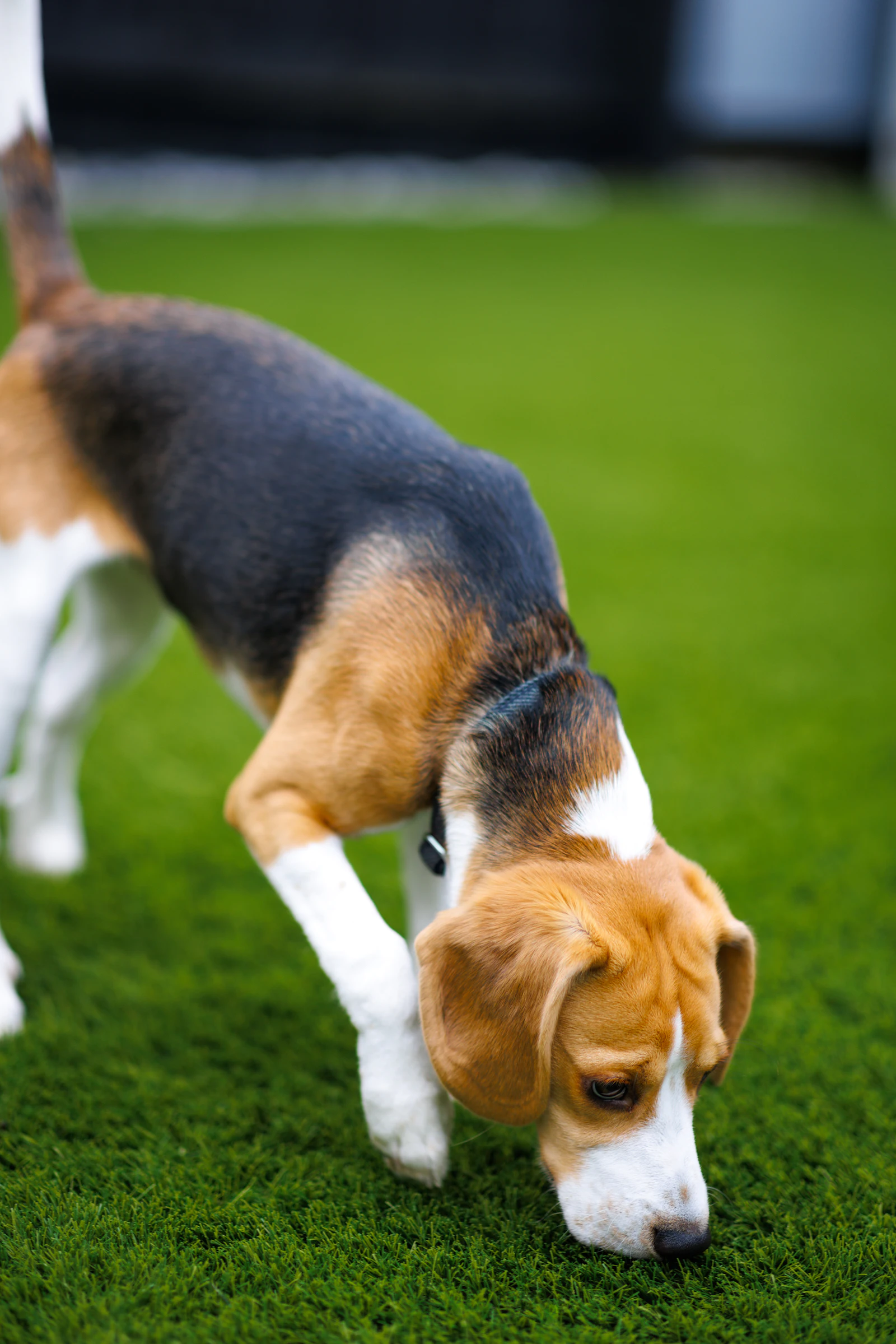 A small beagle sniffing the grass