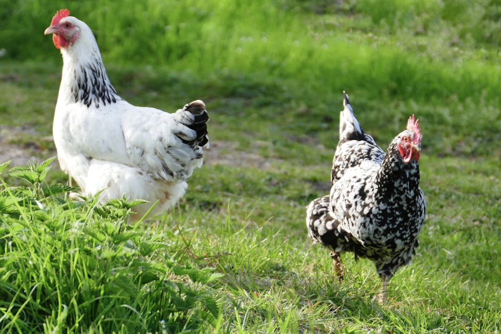 a couple of chickens standing on top of a lush green field