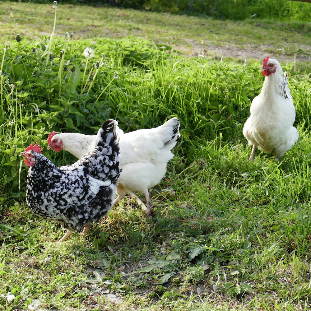 a group of chickens standing on top of a lush green field