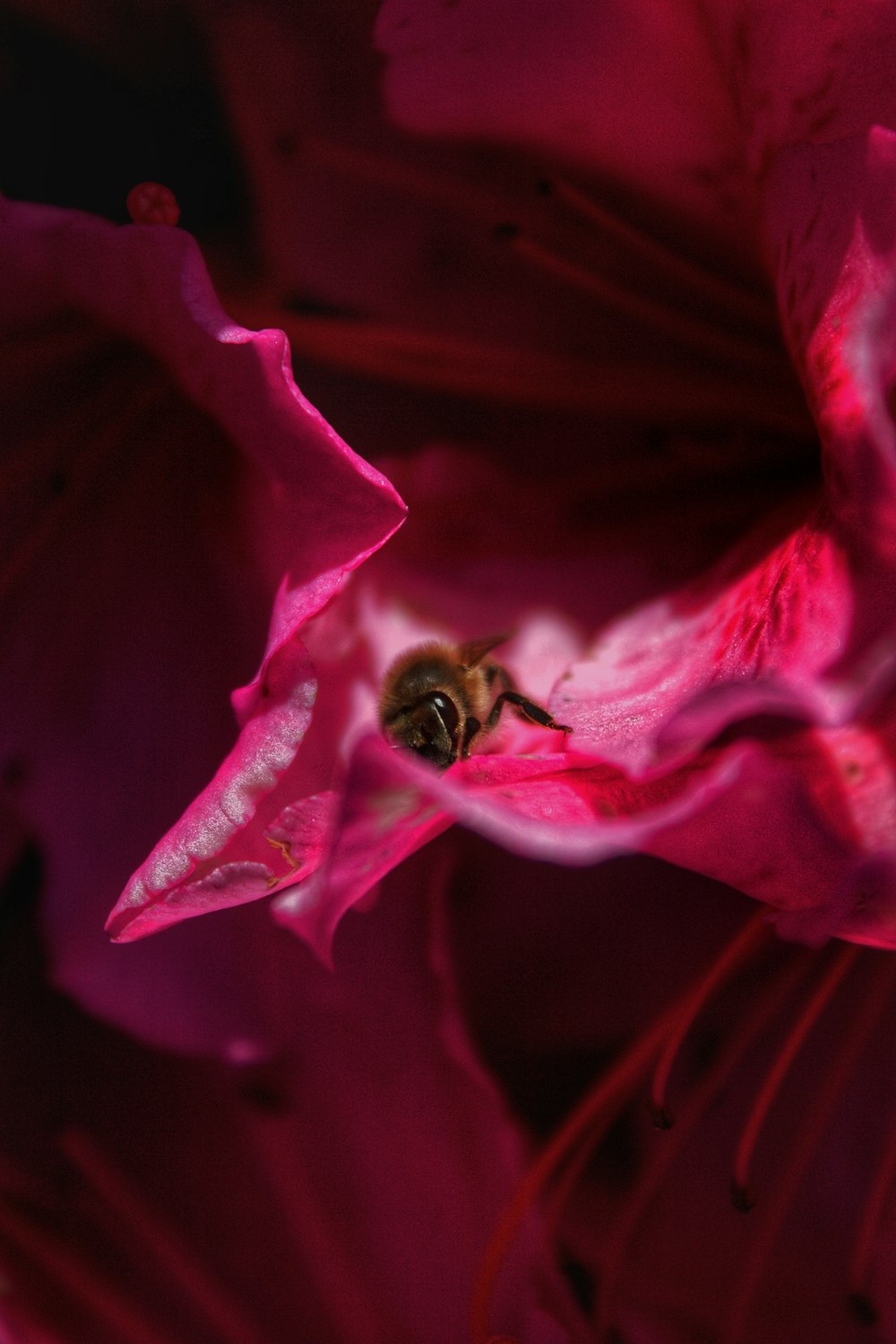 a bee sitting inside of a pink flower