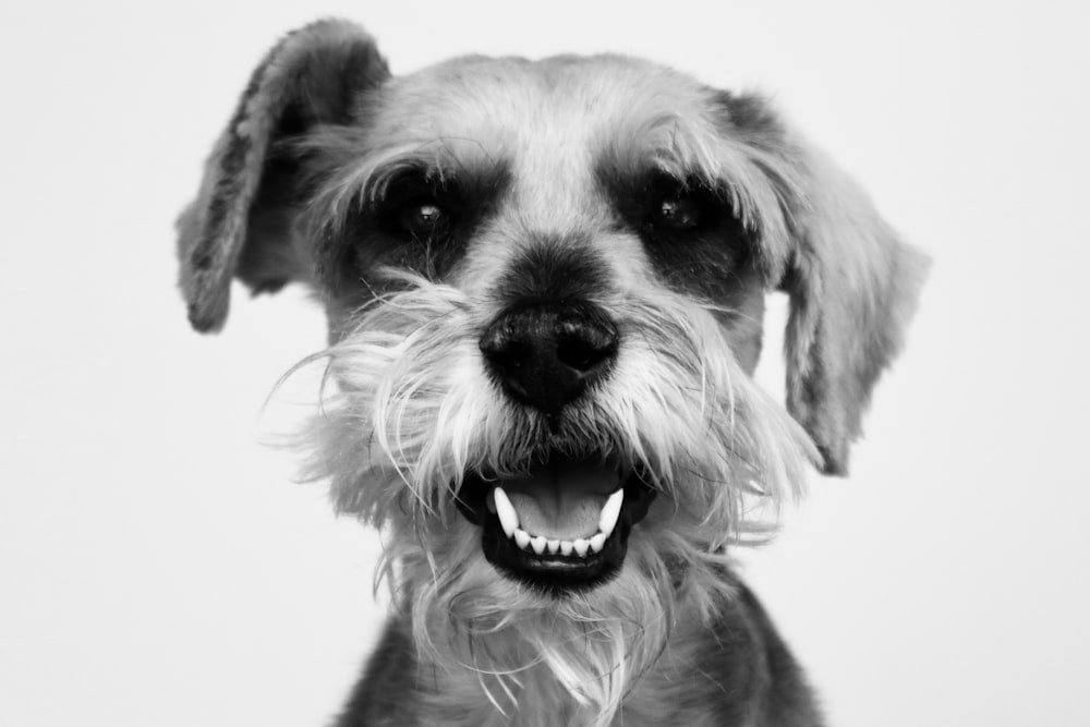 a black and white photo of a small dog