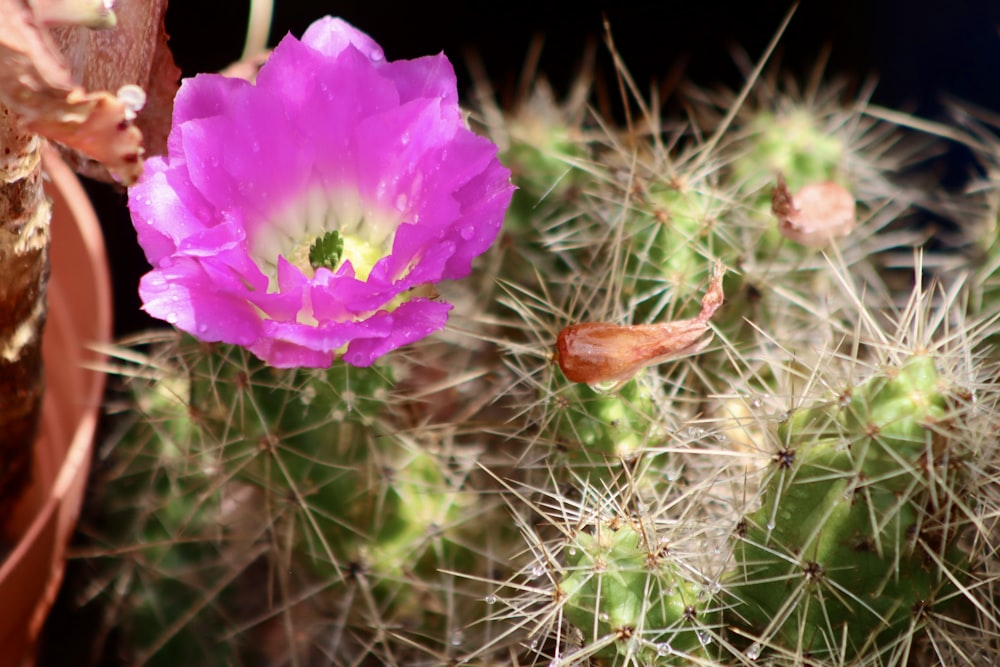 a cactus with a purple flower in a pot