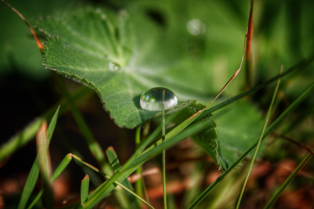 a drop of water sitting on top of a green leaf