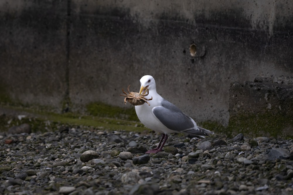 a seagull with a nest in its beak