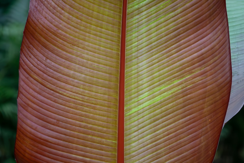 a close up view of a large leaf