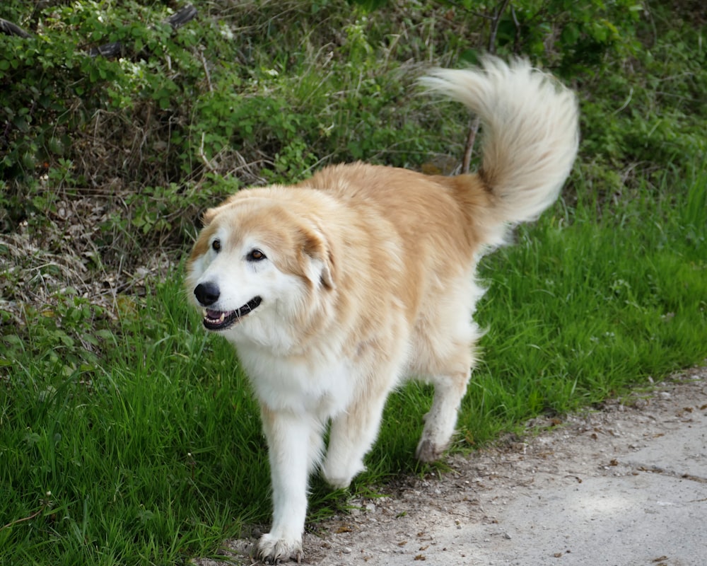 a brown and white dog standing on the side of a road