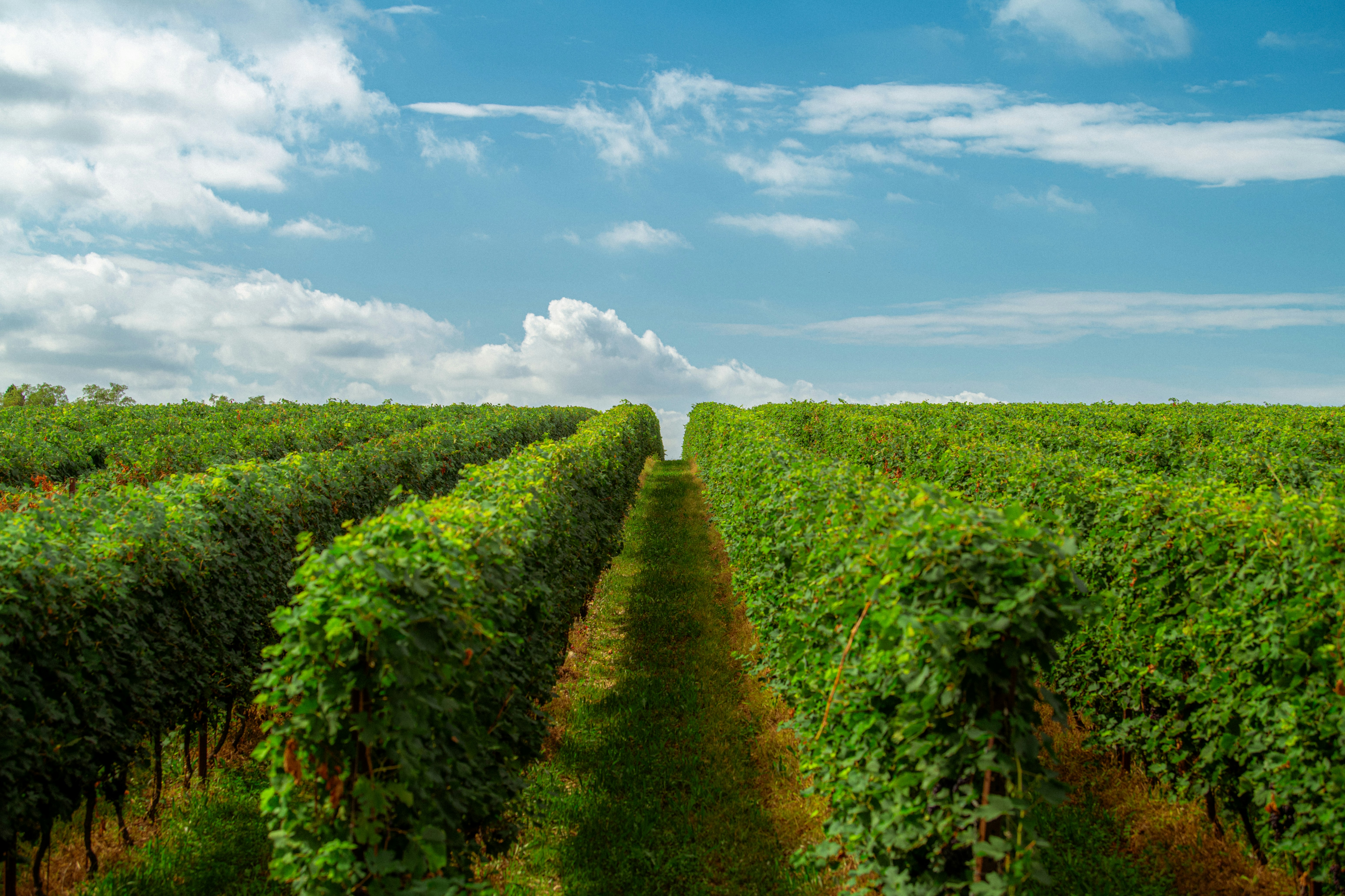 a large field of green plants under a blue sky