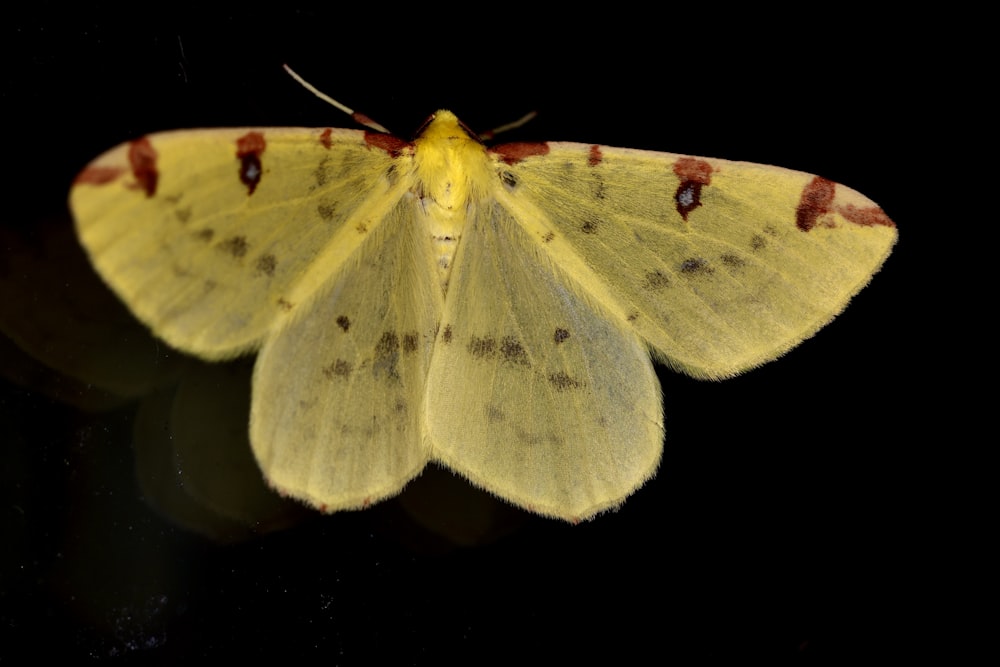 a close up of a yellow moth on a black background