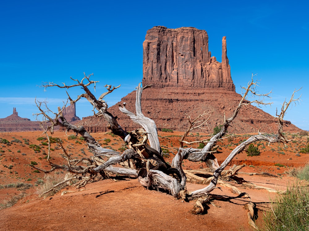 a dead tree in the middle of a desert