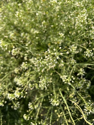a close up of a plant with white flowers