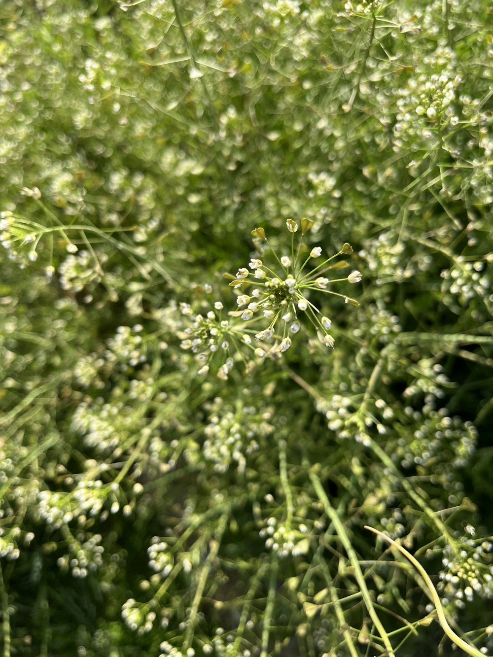 a close up of a plant with white flowers