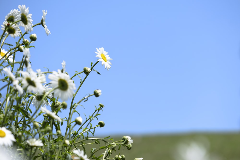 a bunch of daisies in a vase on a sunny day