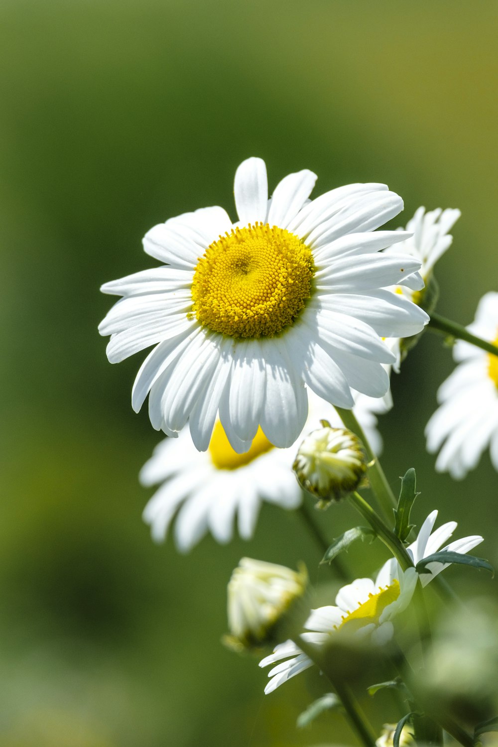 a close up of a flower with a blurry background