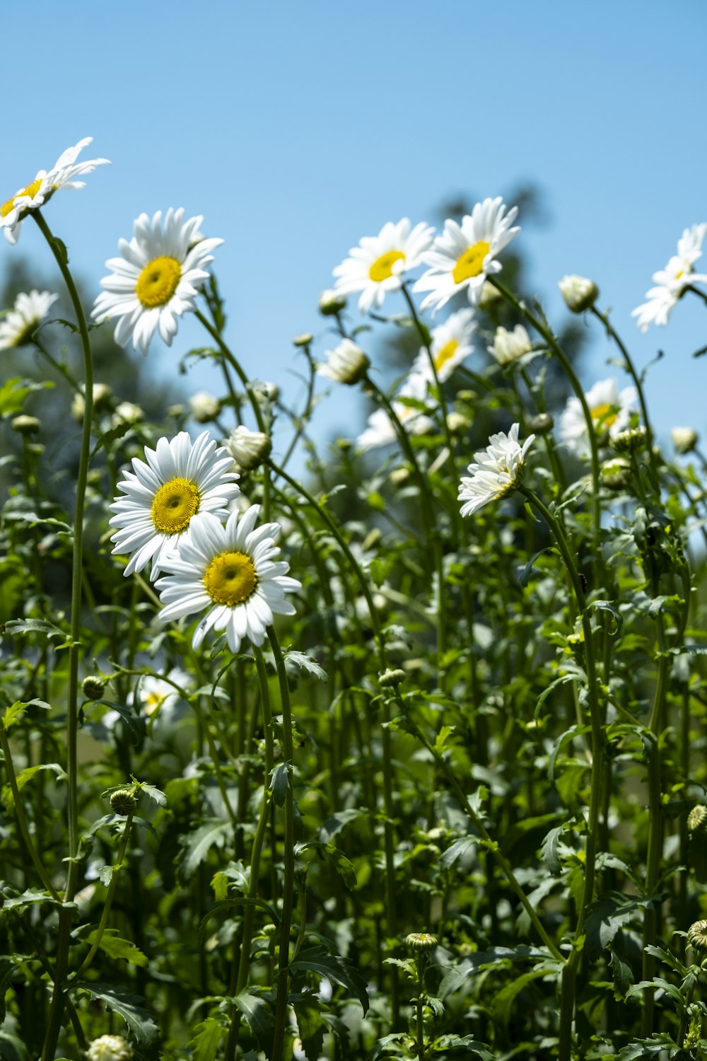 a field of daisies with a blue sky in the background