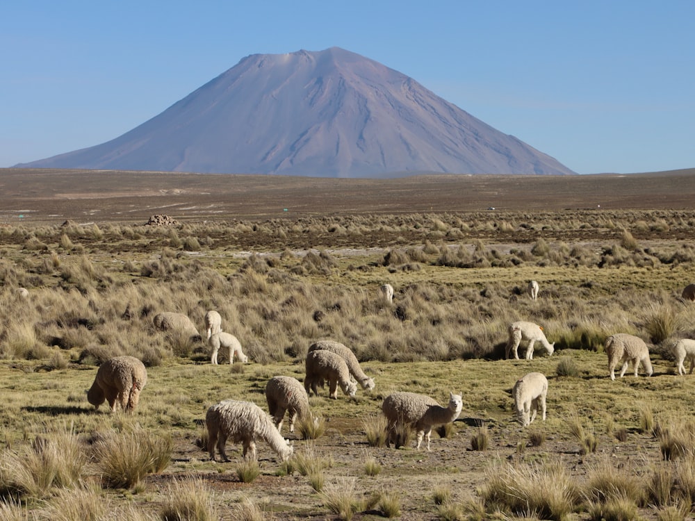 a herd of sheep grazing in a field with a mountain in the background
