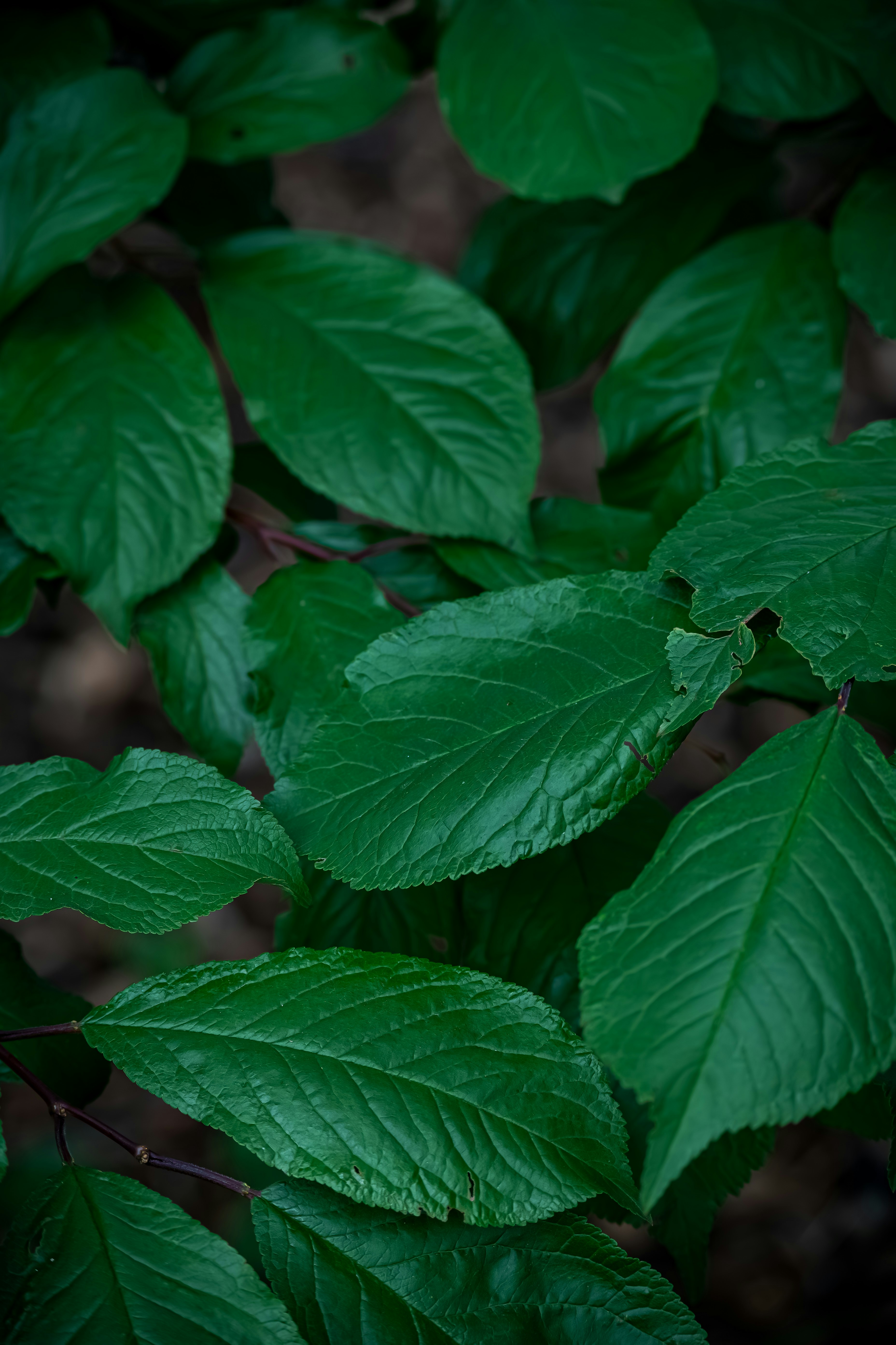 a close up of a green leafy plant