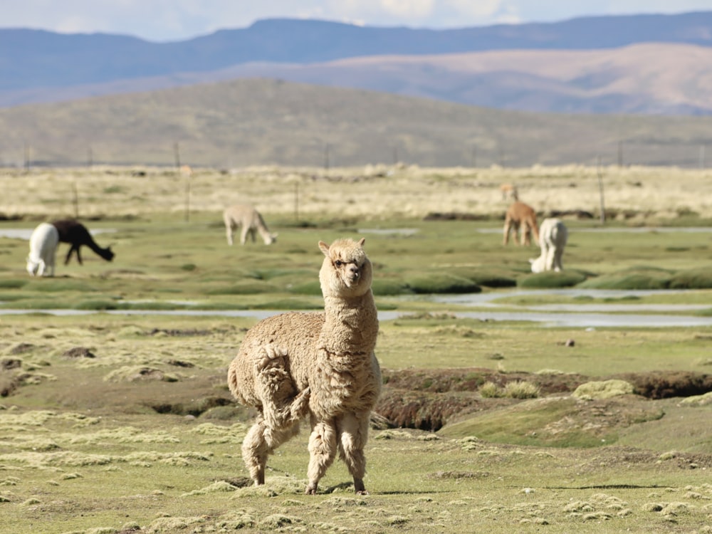 a herd of llamas grazing in a field with mountains in the background