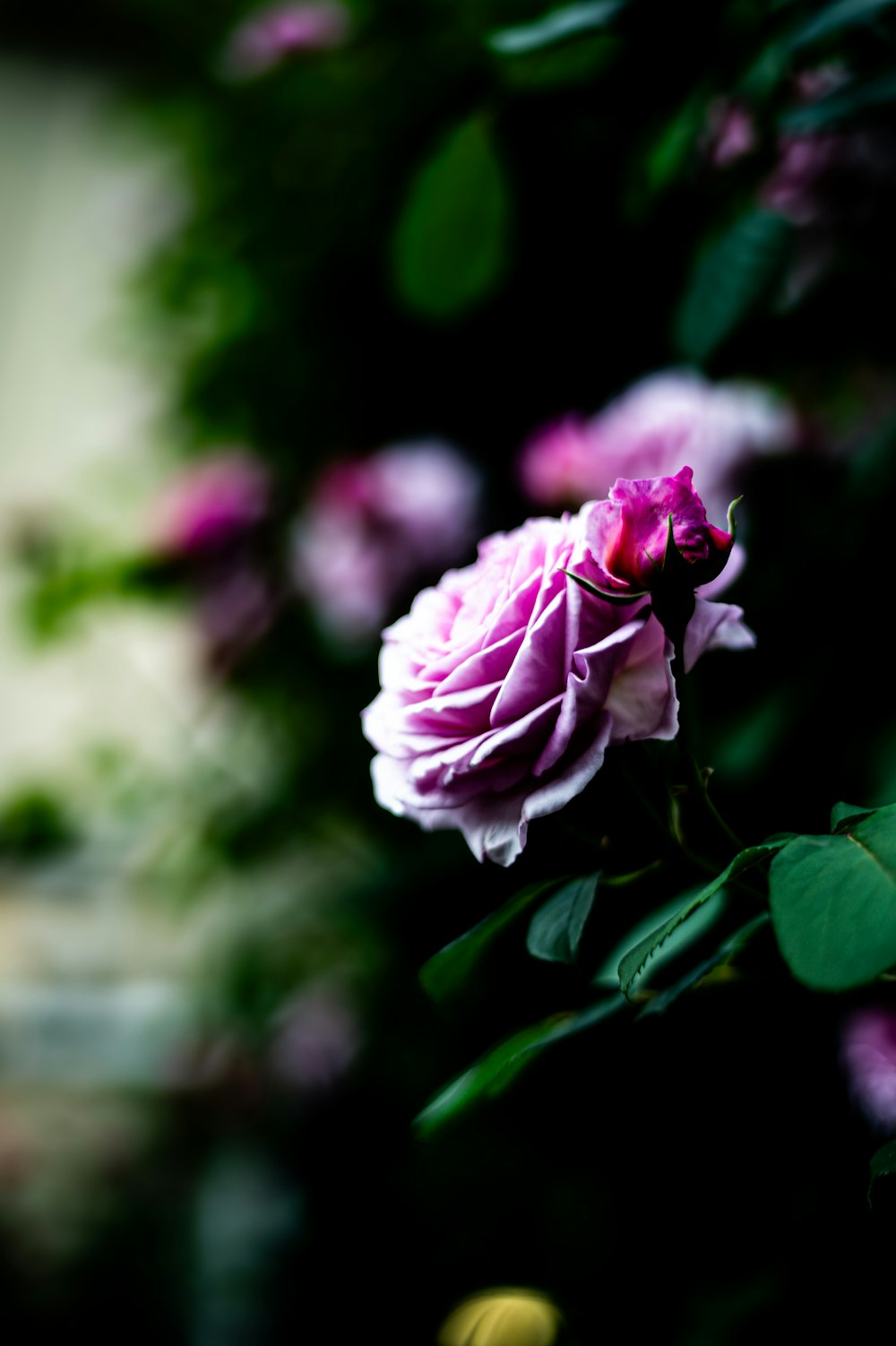 a pink rose is blooming in a garden