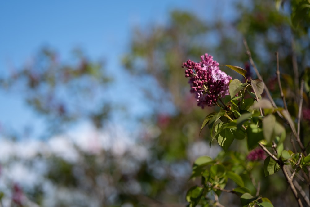 a purple flower is blooming on a tree branch
