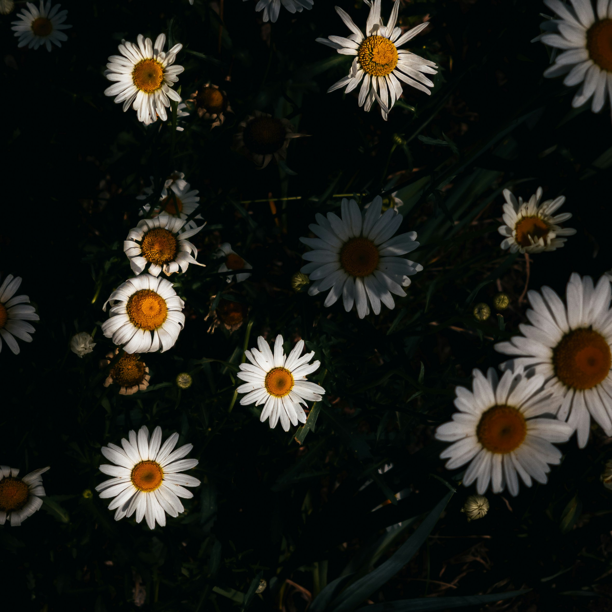 A bunch of white daisies in the dark photo – Free Flower Image on Unsplash