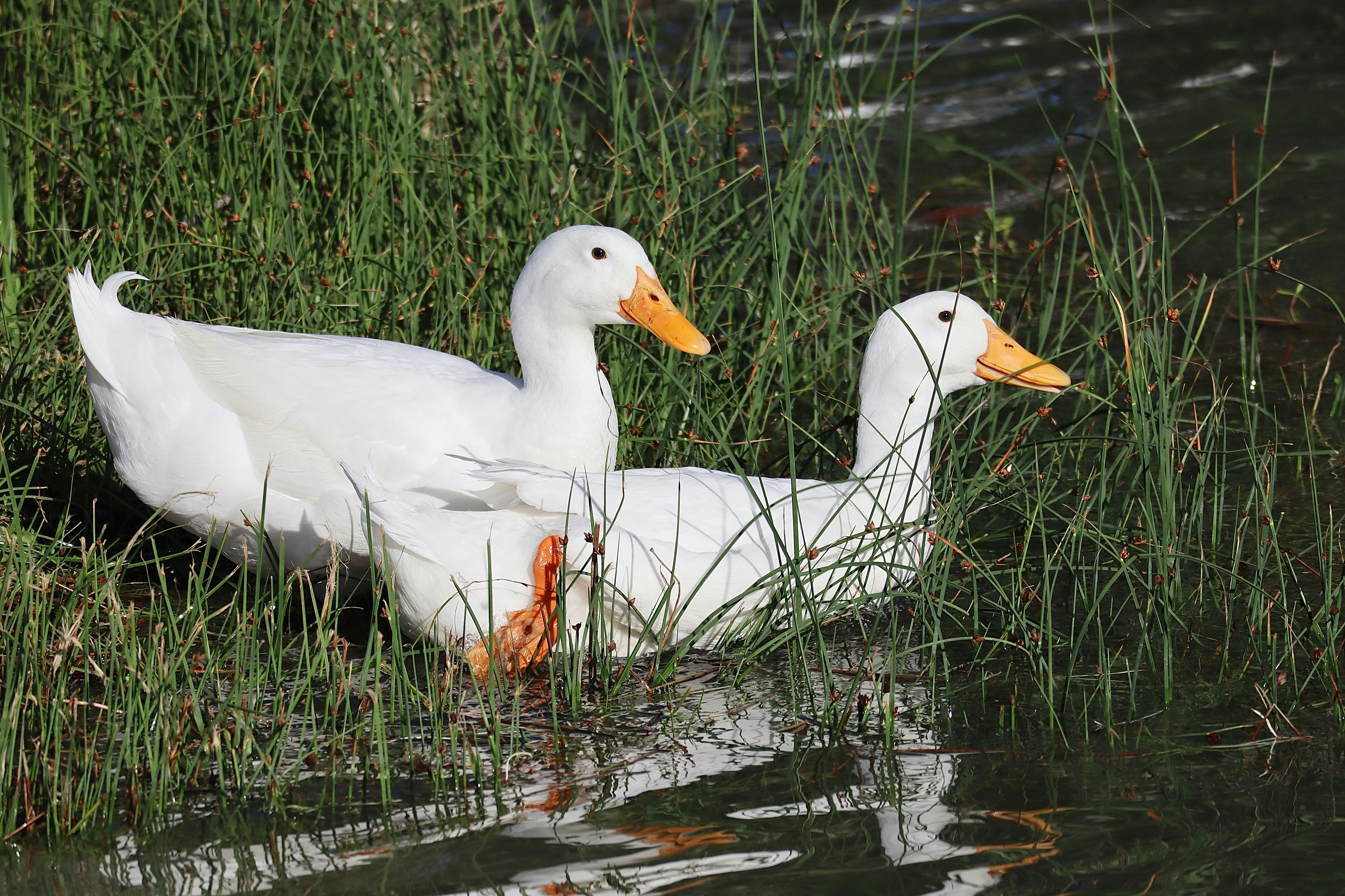 Una coppia di anatre bianche che galleggiano sopra uno ...