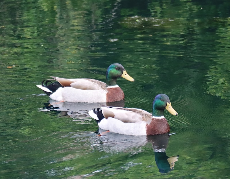 Ducks swimming together in peace